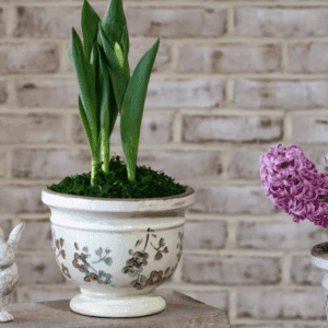 A snake plant in a decorative white pot against a brick wall.